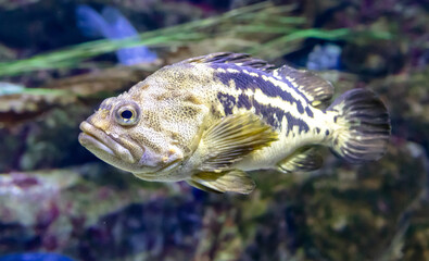 Close up of a fish in an aquarium, shallow depth of field - obrazy, fototapety, plakaty