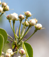 Flowers on a pear tree in spring. Close-up