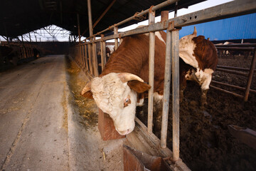 Close-up of beef cattle at a farm
