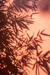 Bamboo leaf silhouette red wall background