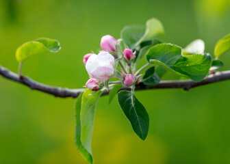 Flowers on an apple tree in spring. Close-up