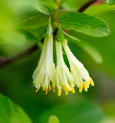 Flowers of the honeysuckle plant in nature. Close-up