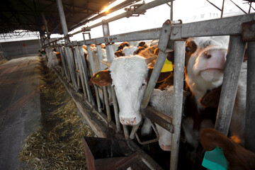 Cattle on the farm