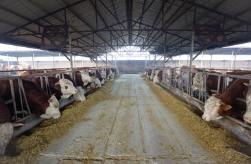 Cattle feeding in a cattle farm