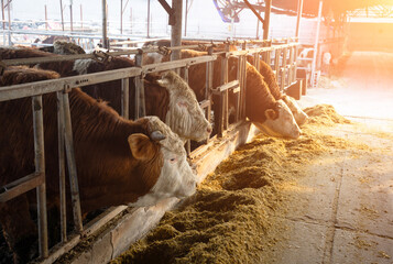 Beef cattle grazing in a cattle pen