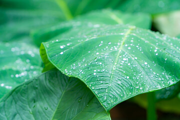 taro leaf with dew drops