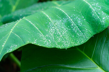 taro leaf with dew drops