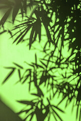 Bamboo leaves silhouette green forest background