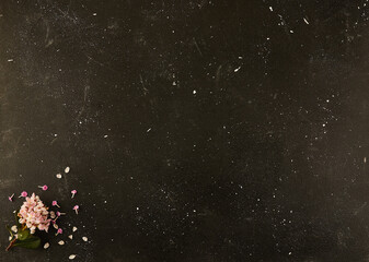 Pink flowers on blackboard, resembling an astronomical event in midnight sky