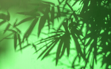 Bamboo leaves silhouette green forest background