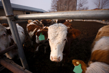 Cute calf in the cattle pen at the farm