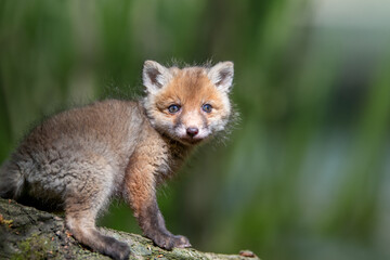 Red fox, vulpes vulpes, small young cub in forest - 779409684
