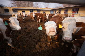Beef cattle on a cattle farm
