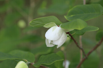 Species of flowering plant, Magnolia Siebold