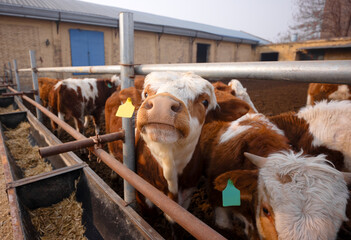 Wide Angle close-up of a cute calf in a cattle pen