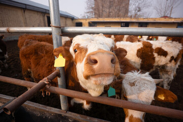 Wide Angle close-up of a cute calf in a cattle pen