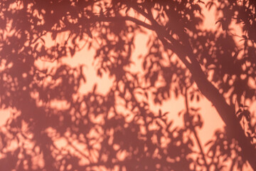 red wall tree shadow background