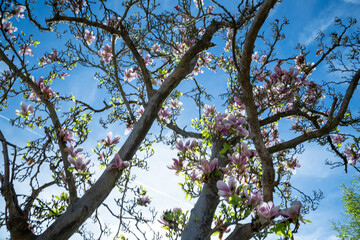 Branches of a pink magnolia tree (Magnolia) in full bloom reaching into the sky. View from below into the blue sky