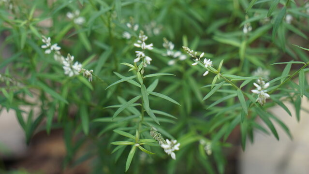 Polygala paniculata (Akar wangi, Jukut rindik, Sasapuan, Katumpang Lemah, Hierba del colico, Essence Fragile). This plant is used as a medicine against snake bites and blenorrhagias