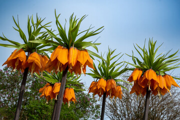 The crown imperial (Fritillaria imperialis) is a plant species from the genus Fritillaria in the...
