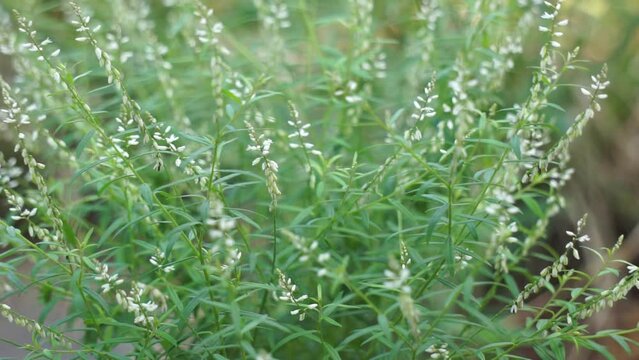 Polygala paniculata (Akar wangi, Jukut rindik, Sasapuan, Katumpang Lemah, Hierba del colico, Essence Fragile). This plant is used as a medicine against snake bites and blenorrhagias