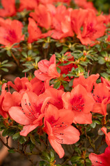 Close-up of the red flower of the Japanese azalea (Rhododendron japonicum)