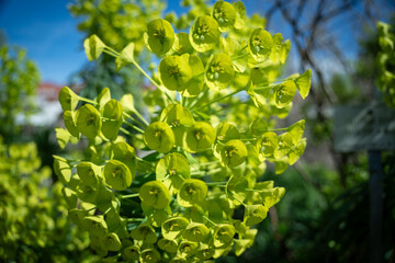 Lime green flowers of the palisade spurge (Euphorbia characias), a plant species in the genus...