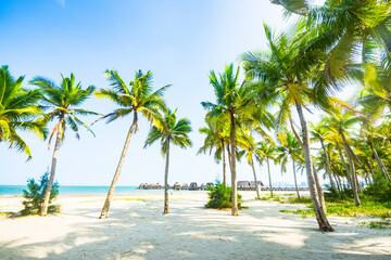 Beautiful view of coconut grove at Gaolong Bay beach in Wenchang, Hainan, China