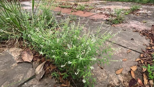 Polygala paniculata (Akar wangi, Jukut rindik, Sasapuan, Katumpang Lemah, Hierba del colico, Essence Fragile). This plant is used as a medicine against snake bites and blenorrhagias