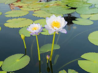 purple lotus flower in the tub among the lotus leaves