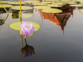 purple lotus flower in the tub among the lotus leaves