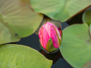pink lotus flower in the tub among the lotus leaves.