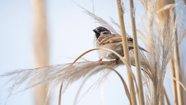 slow motion of one cute eurasian tree sparrow sitting on pampas grass flower in garden on windy day, picking plumes, flowers, feathers from grass to build a cosy nest, two views, one close
