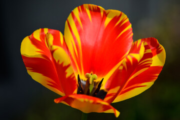 Eine blühende farbenfrohe Tulpe