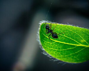 black ant on the leaf
