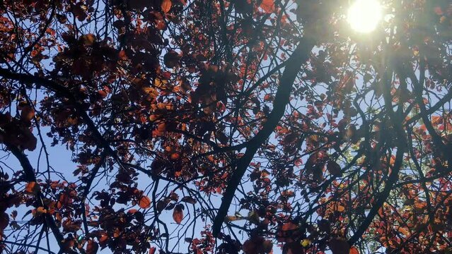 orange leafs on the tree . spring sunny day 