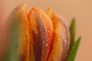 Close up photo of tulip flowers with macro detail. Beautiful orange flower with water droplets on petals on beige background. Shallow depth of field. Greeting card for Mothers day
