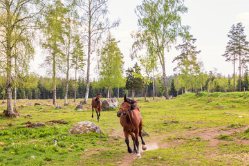 Horses running in a pasture on a spring day - 779424422