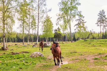 Foto op Plexiglas Horses running in a pasture on a spring day © Lars Johansson