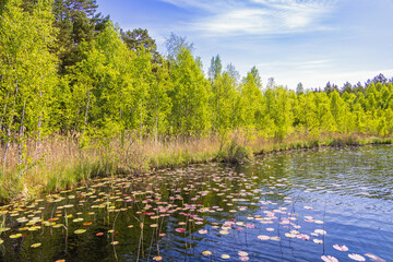 Beautiful forest lake with water lily leaves and lush green trees a sunny summer