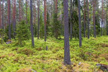 Pine woodland with green blueberry bushes on the forest floor - 779424649