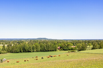 Cattles on a meadow in a rural landscape view - 779424658