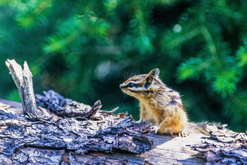 Wild Least chipmunk on a tree log looking away