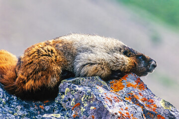 Hoary marmot laying down and resting on a rock