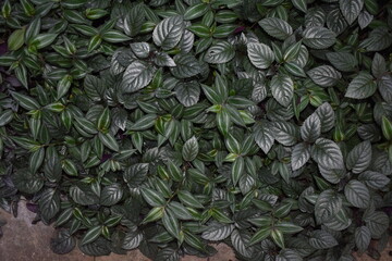 Dark green colored leaves