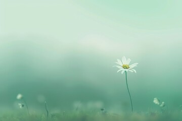 White daisy flower in the meadow with blurred background and copy space