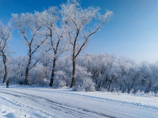 Winter beautiful landscape with trees covered with hoarfrost. - 779427641