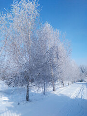 Winter beautiful landscape with trees covered with hoarfrost. - 779427897