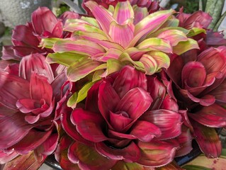 Bright pink rosette surrounded by deep red bromeliads