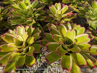Fototapeta premium Light green with pink spots of neoregelia bromeliad rosette